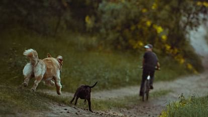 Dogs Running After Bike: क्या आप जानते हैं चलती गाड़ियों पर क्यों भौंकते हैं कुत्ते?