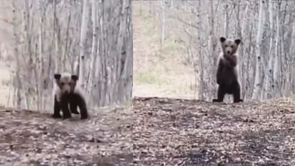 Dancing Baby Bear: नहीं देखा होगा इतना क्यूट डांस