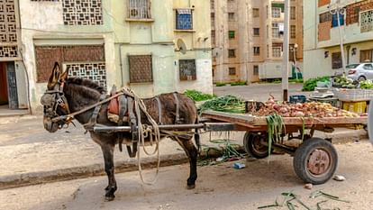 donkey cart