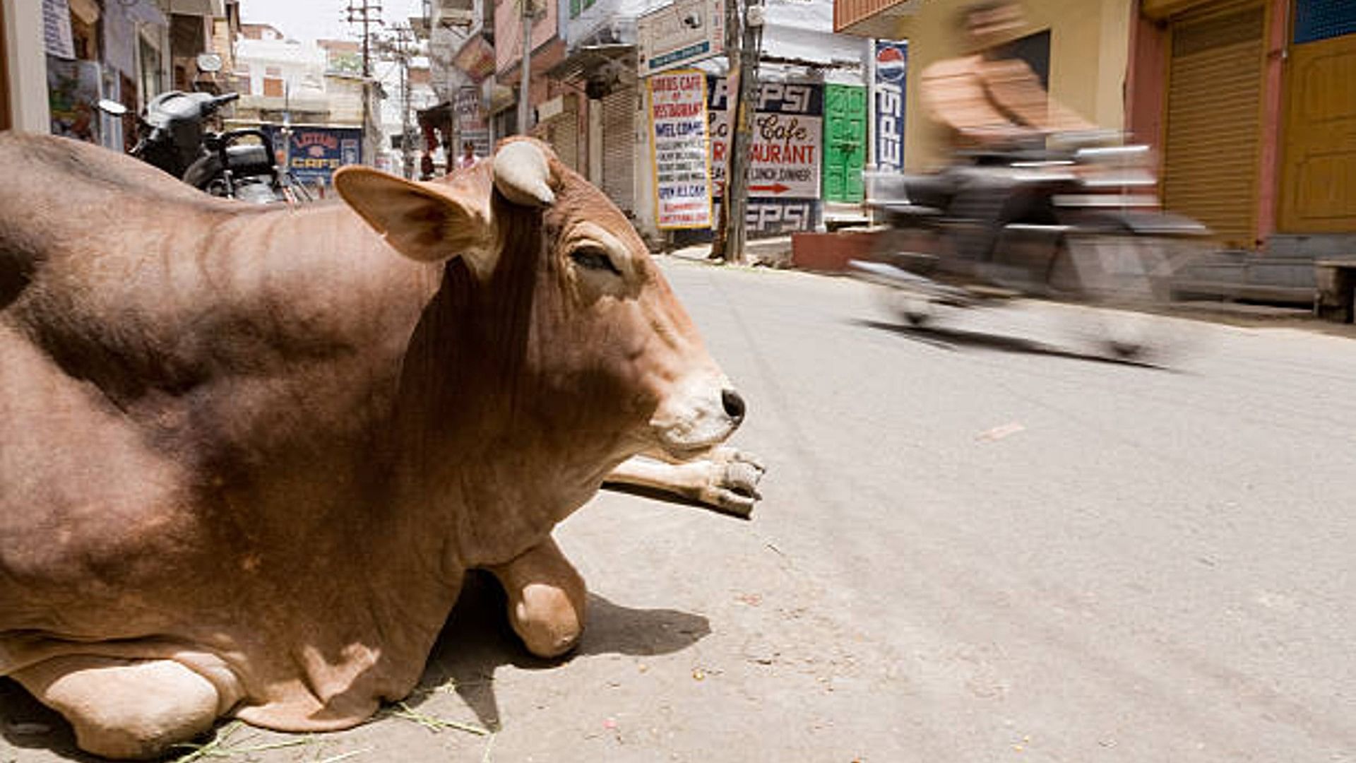 police arrested a cow on the charge of murder, know the whole matter