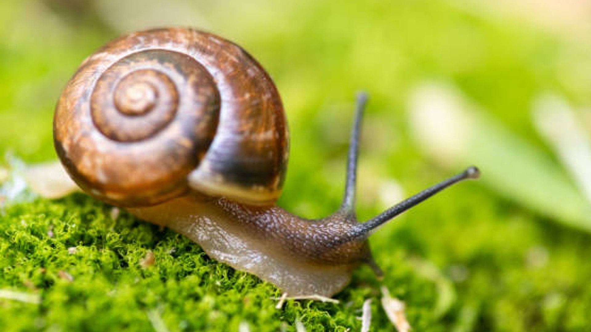 Snail spread Panic in america florida state people have to live in quarantine know the reason