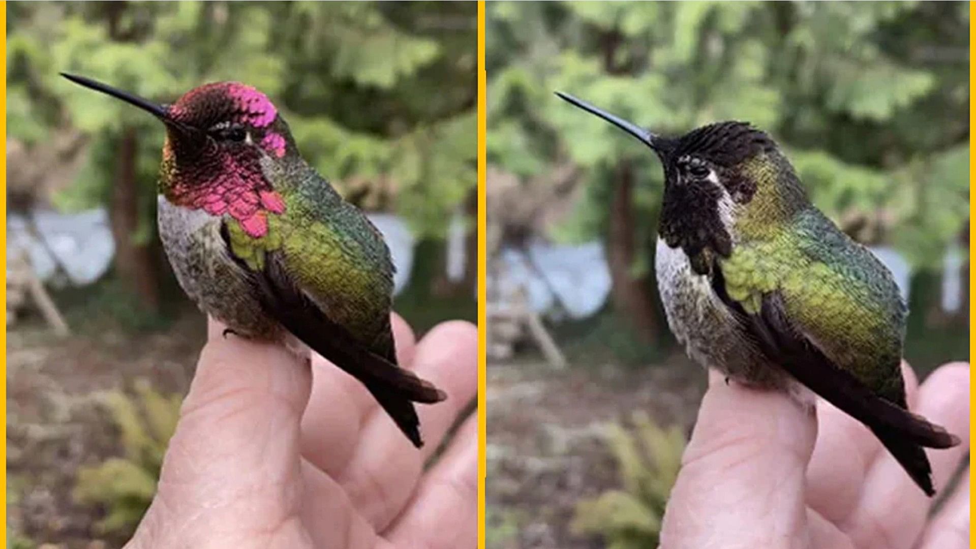 Bird changed color like a chameleon video goes viral see aviators colorful wings