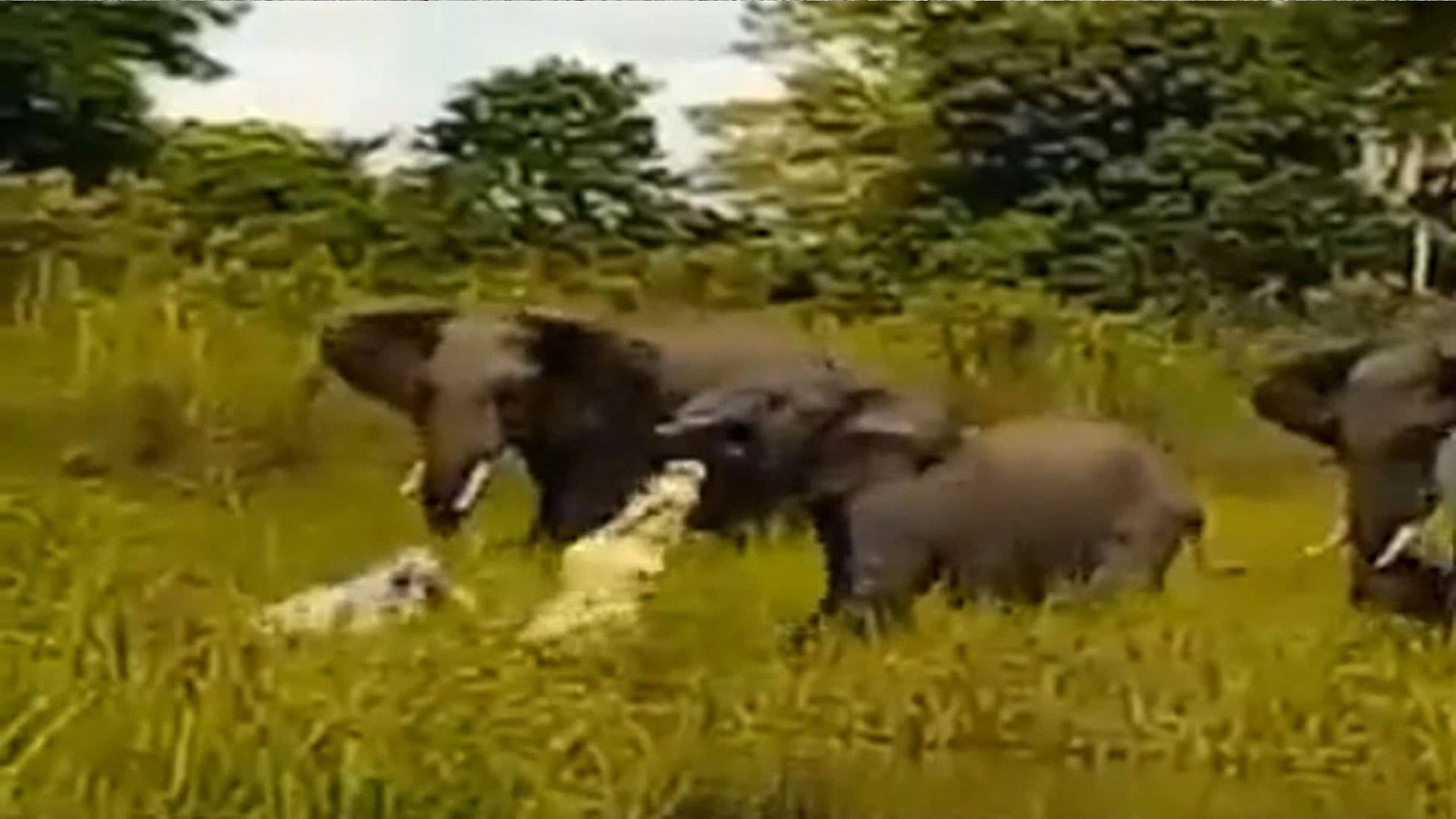 Baby Elephant Rescue By Mother Fights With Crocodile Video Went Viral On Internet