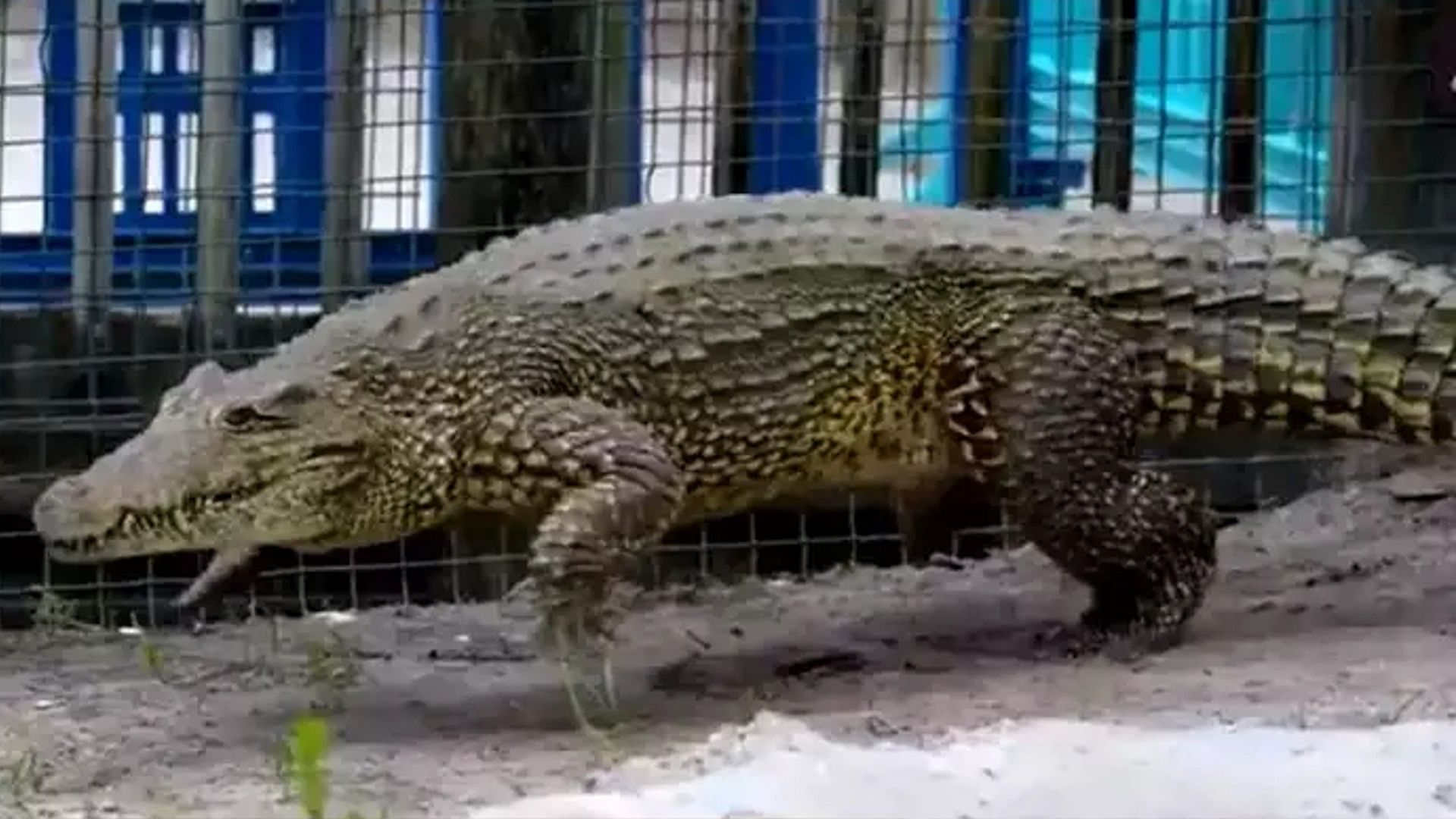 Huge Crocodile Galloping Video Is Going Viral On Internet People Were Surprised To See The Video