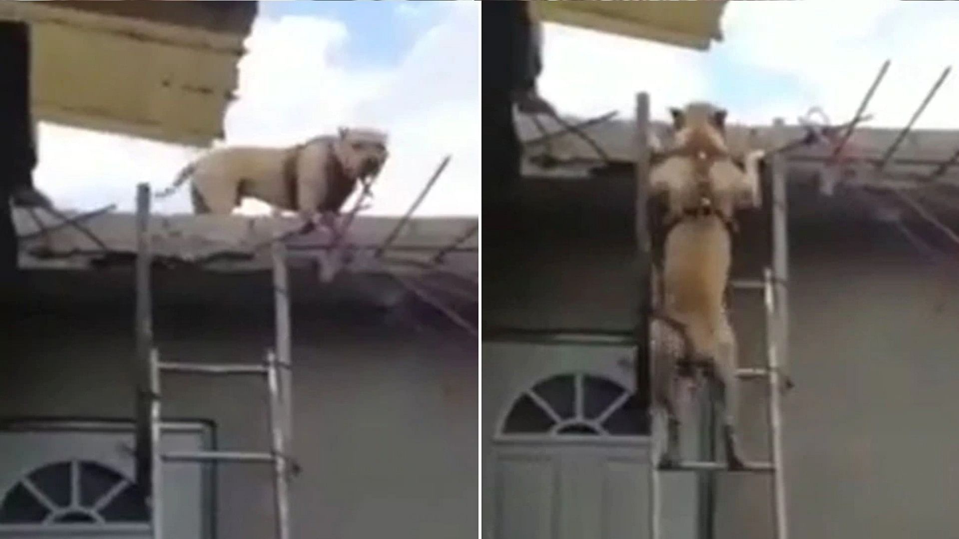 Trending Video: dog coming down a bamboo ladder watch funny videos
