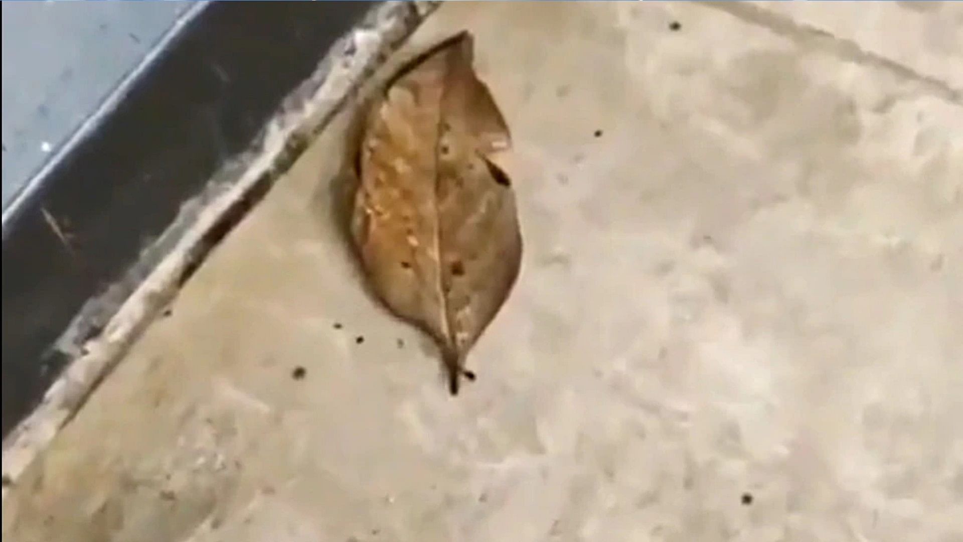 Orange oakleaf beautiful insect butterfly looks like a dry leaf video viral