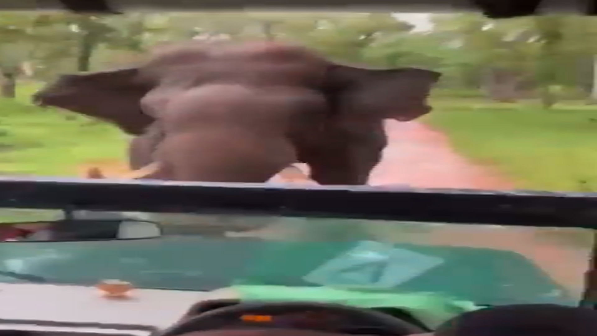 wild elephant trying to attack tourists safari jeep shocking video viral