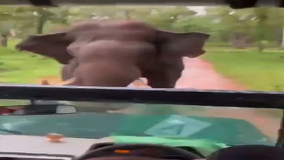 जीप में घूम रहे पर्यटकों को अचानक दौड़ाने लगा हाथी