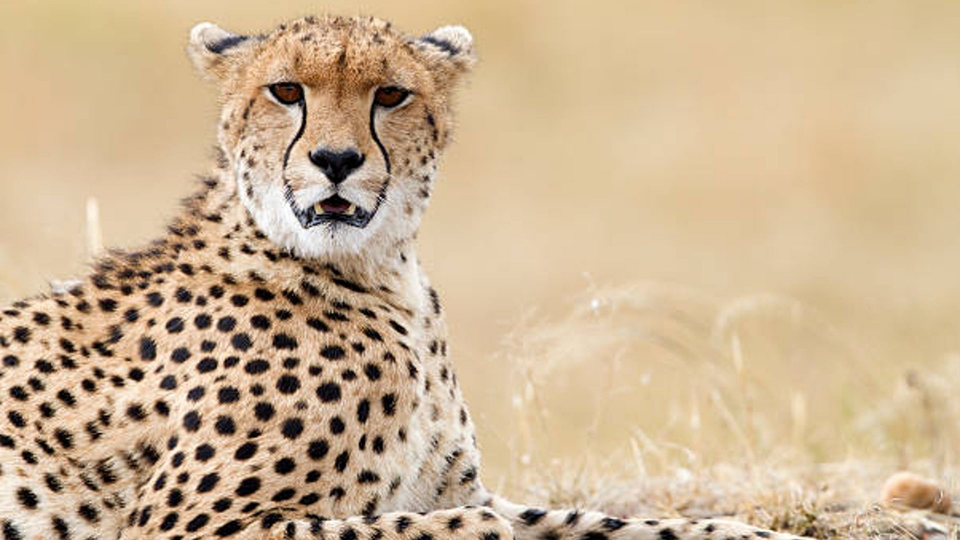 Cheetahs In India: how cheetahs ended in India in viral video of year 1939