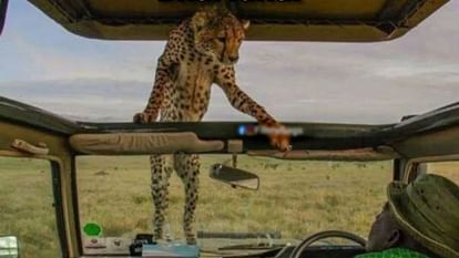 cheetah memes