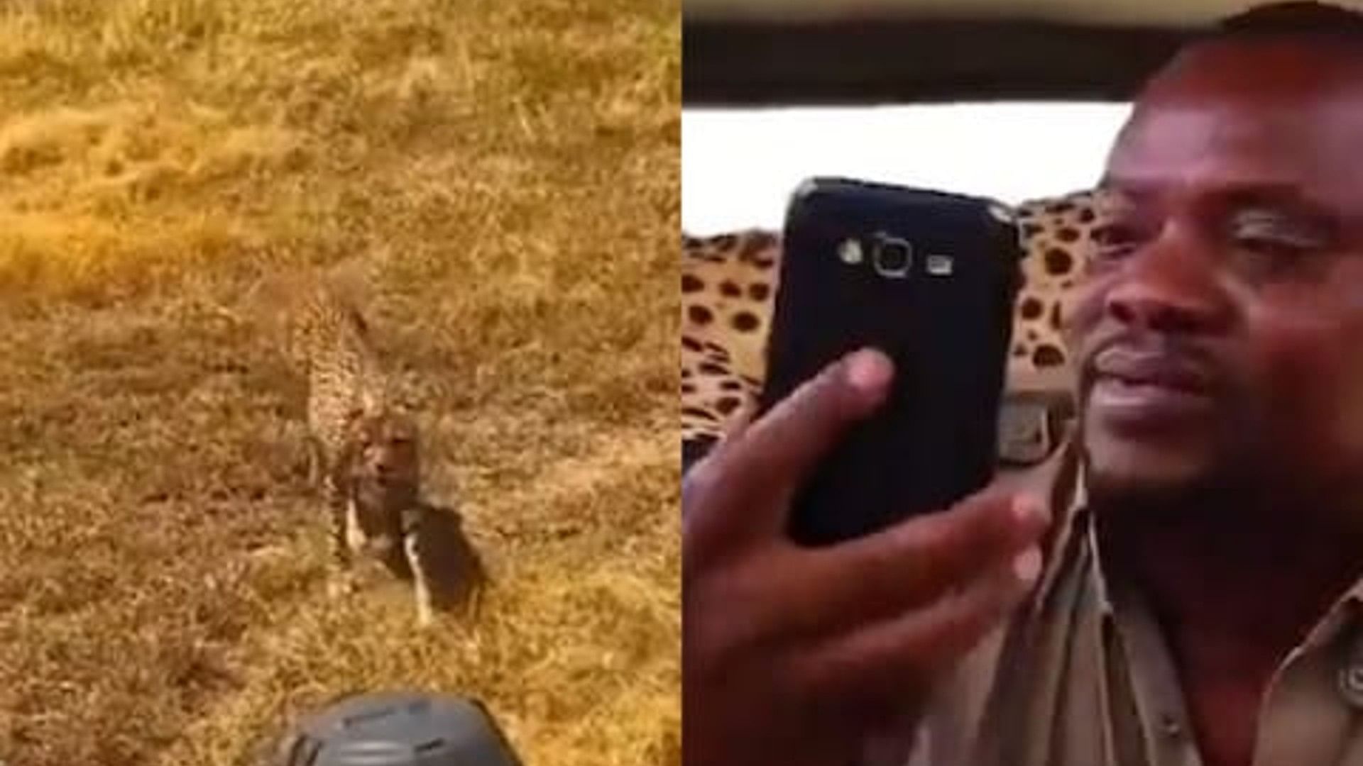 person took a selfie with cheetah sitting on car roof africa wildlife viral video