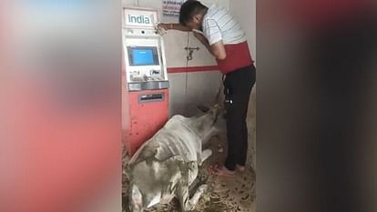 ATM Cow Dung Video: