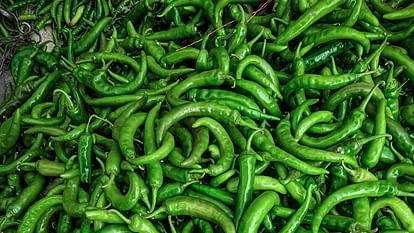 green chilly