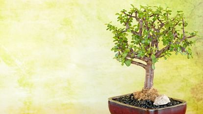 Crassula Plant, jade plant
