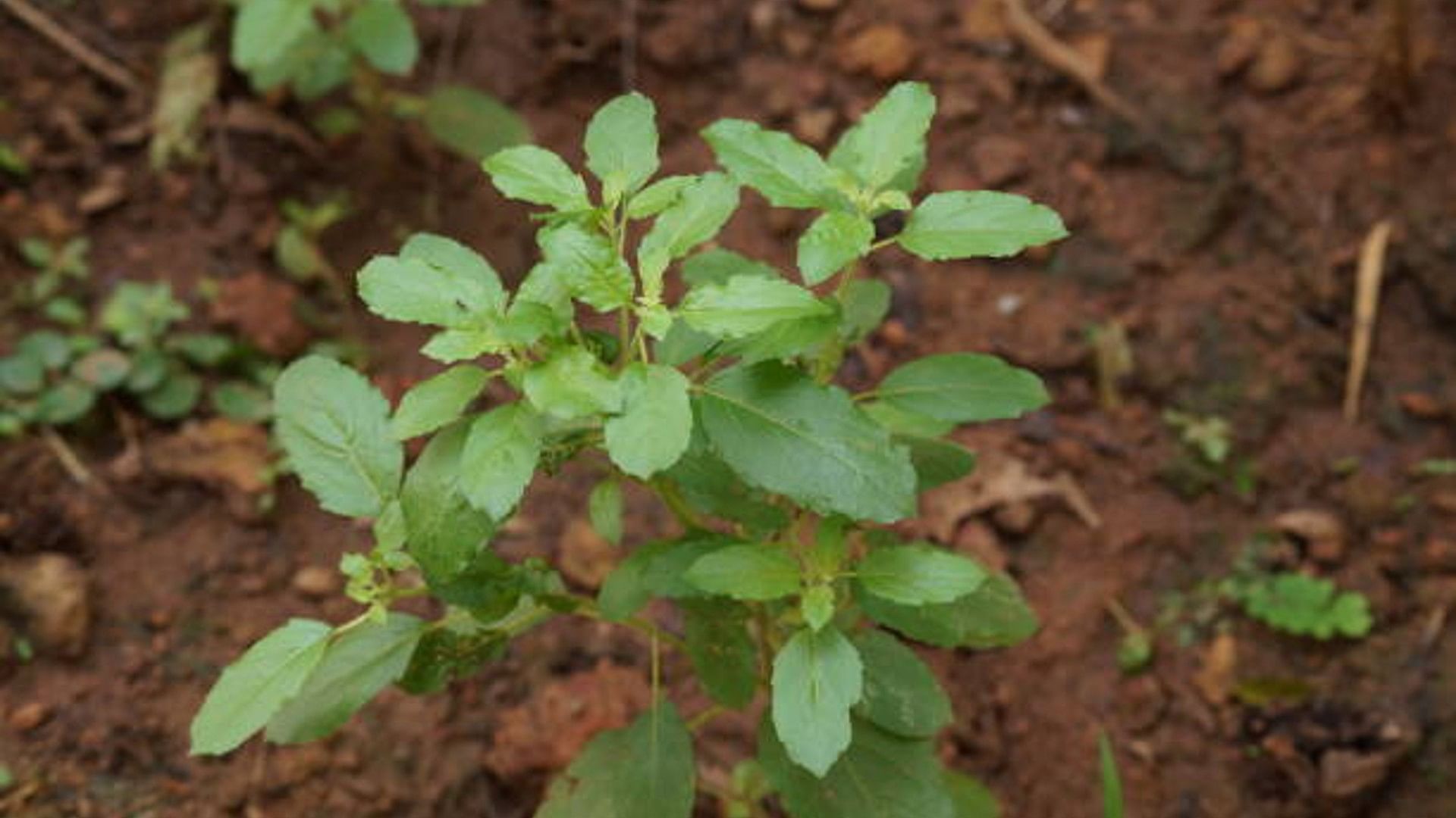 Tulsi For Glowing Skin Know How To Make Tulsi Face Pack In Hindi