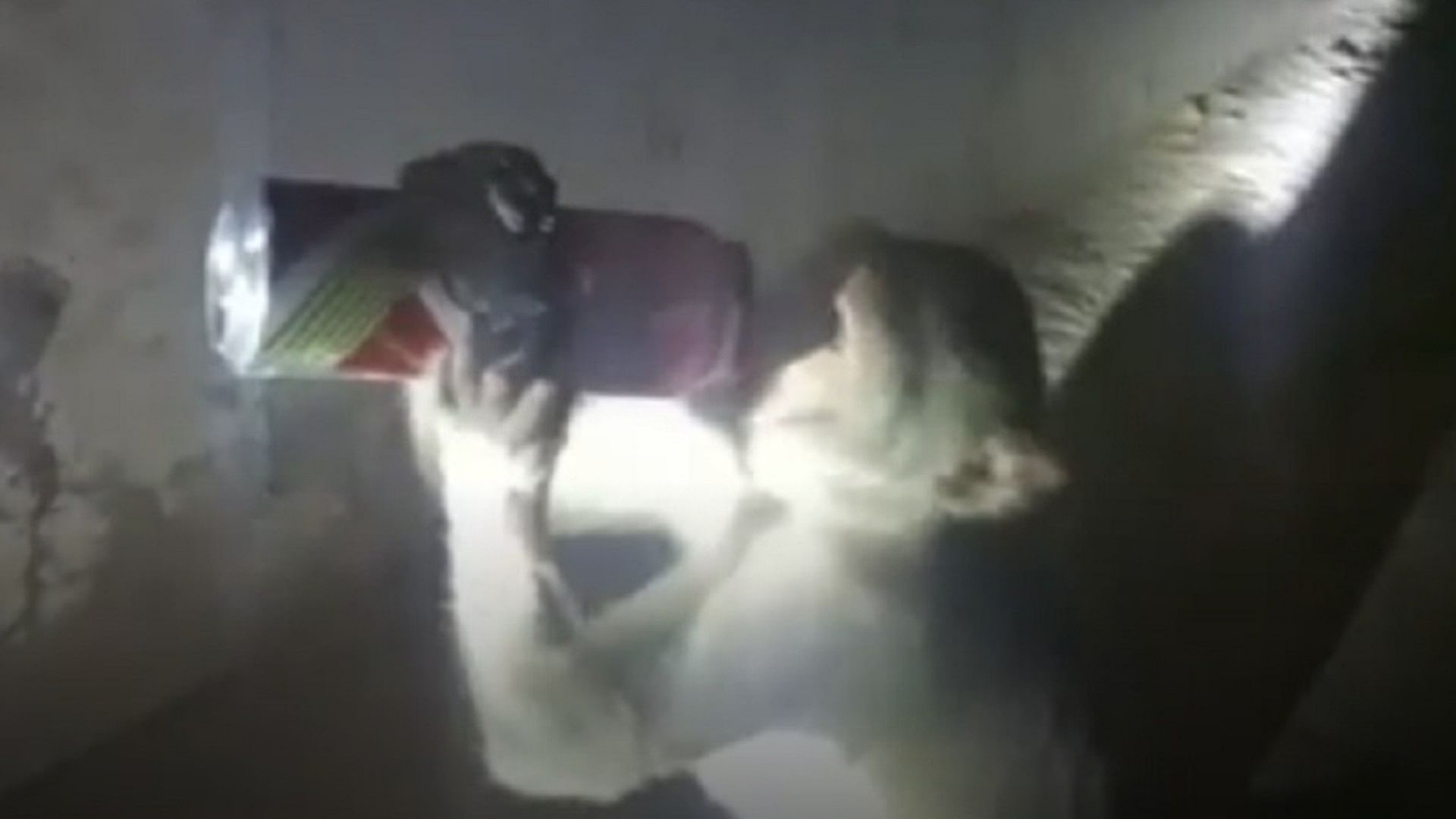 Monkey Drinking Alcohol Viral Video this drunken monkey created trouble for people
