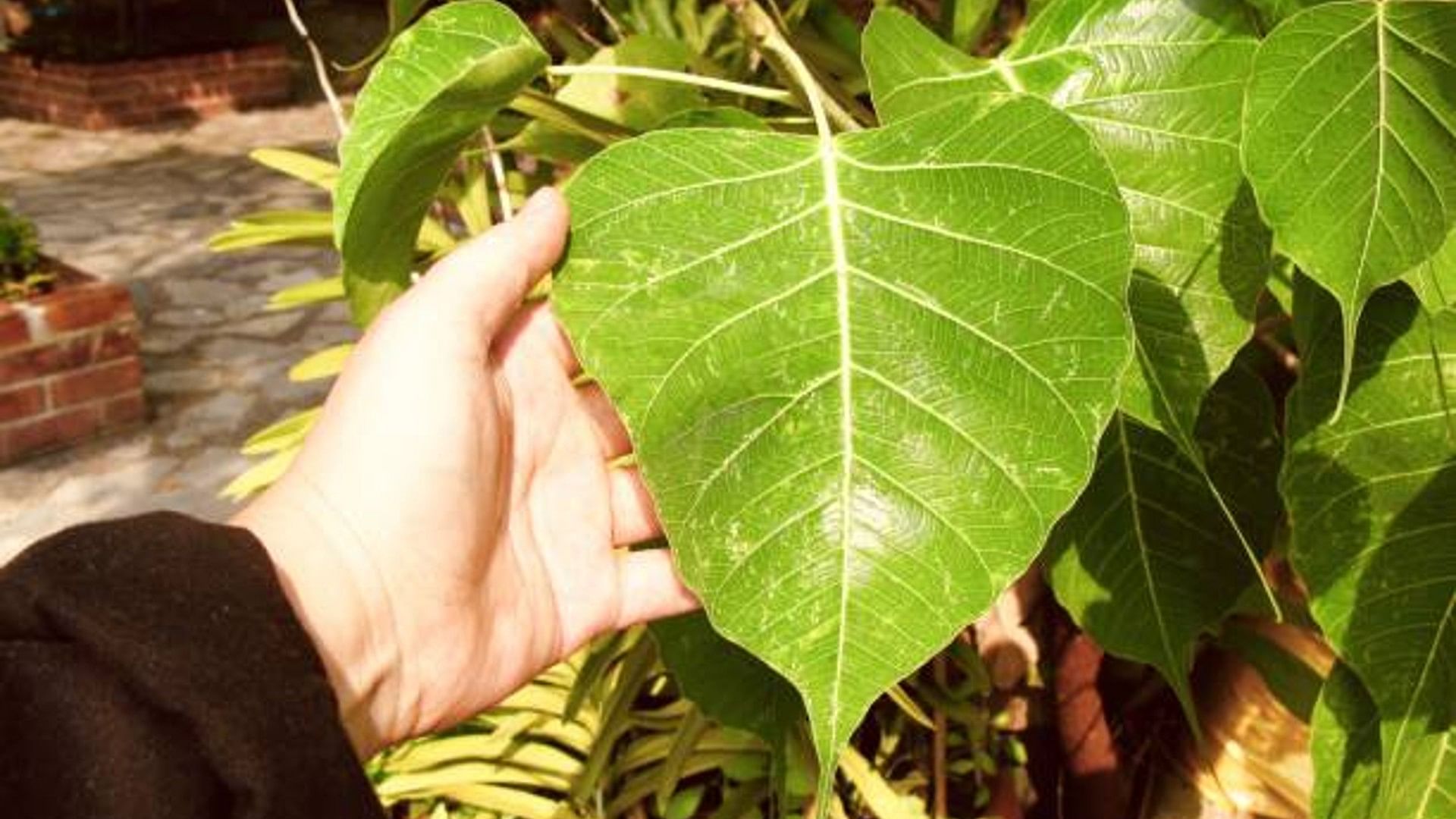 Peepal Ke Juice Ke Fayde In Hindi:  know the benefits of peepal leaves juice