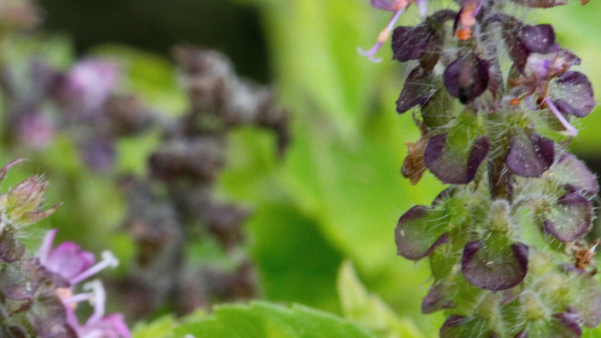 Basil Astro: Dry Manjari of Tulsi can make you rich Do this remedies