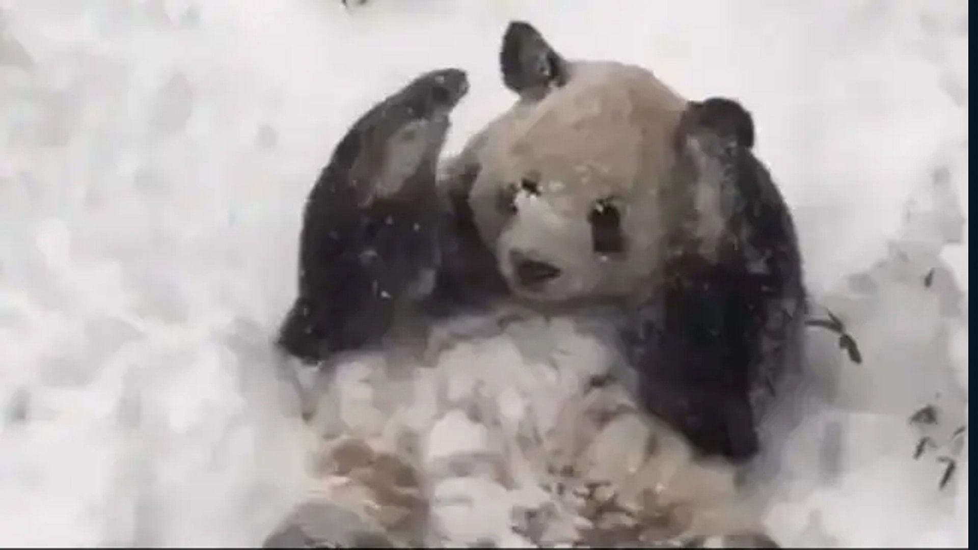 Cute Panda Video: Panda playing and having fun in the snow won the hearts of people