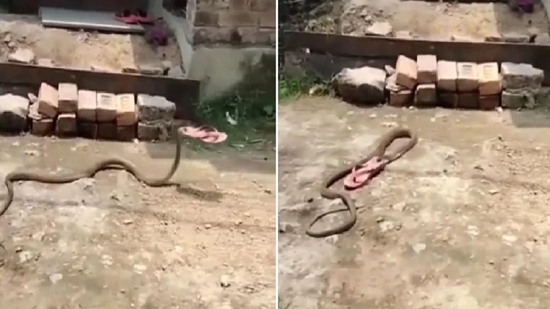 Funny Snake Video Viral On Social Media: Snake ran away with woman's slippers