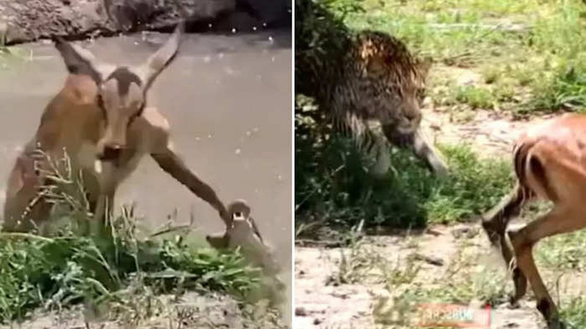 Viral Video: Deer Saved From Crocodile But Hunted By Leopard After A Moment