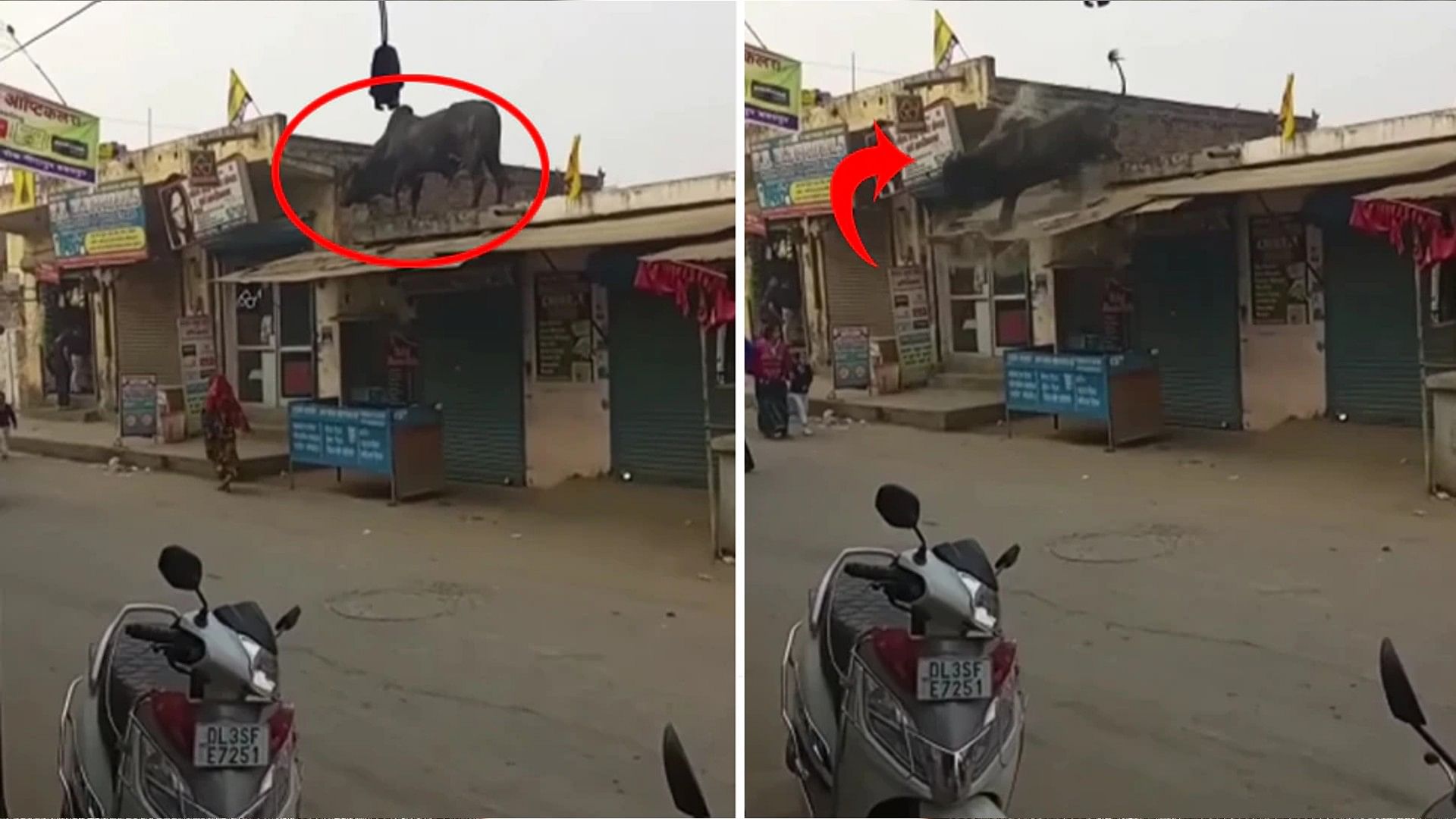 Bull Attack Video: bull jumped from the roof of the house