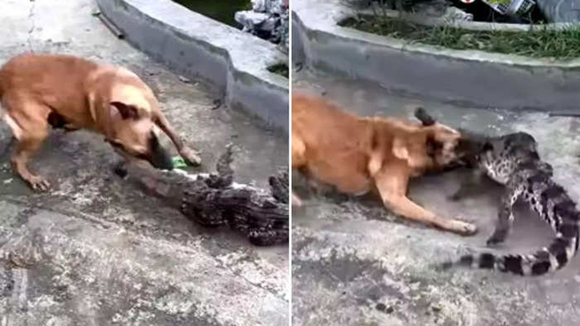 Dog and crocodile fight video viral on social media