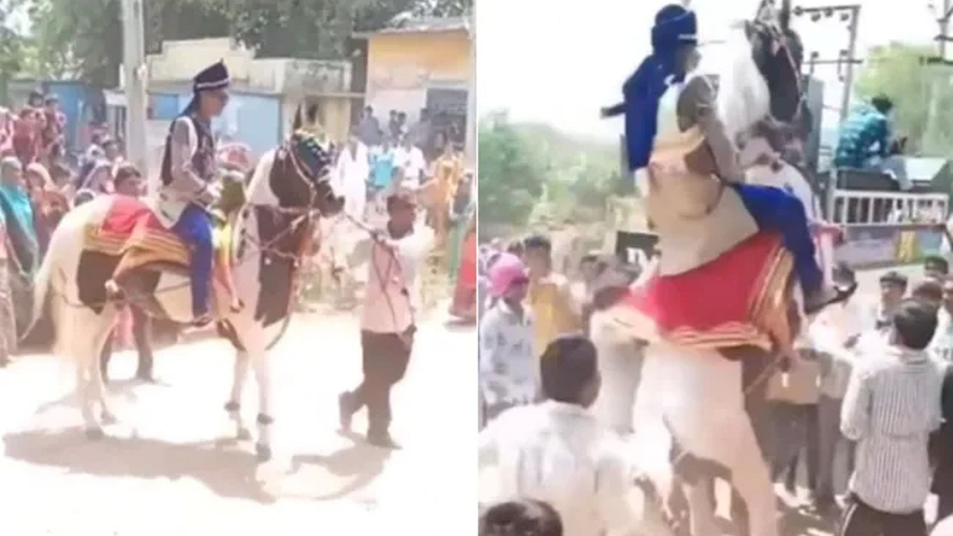 Funny Viral Video: groom fall down from horse in marriage ceremony
