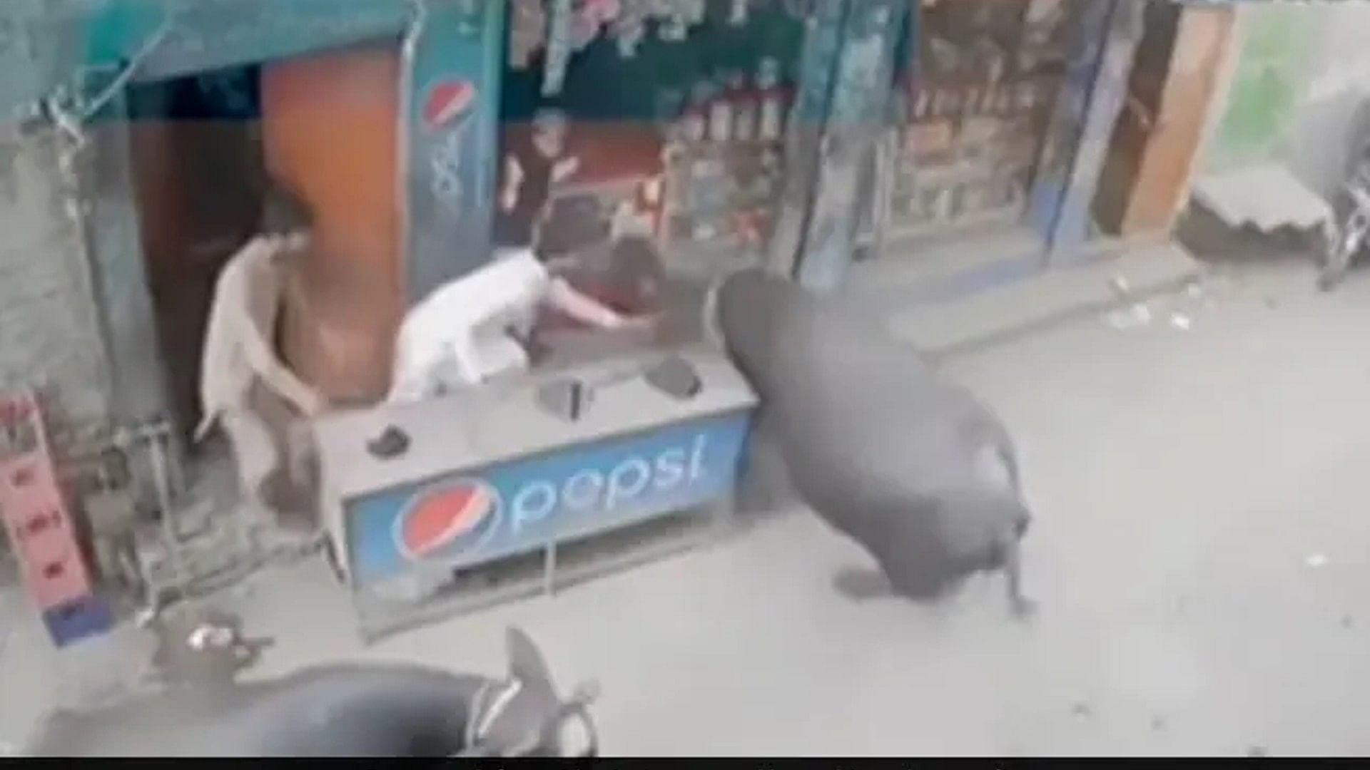 Buffalo Attack Viral Video: Old man was picked up by the horn and thrashed