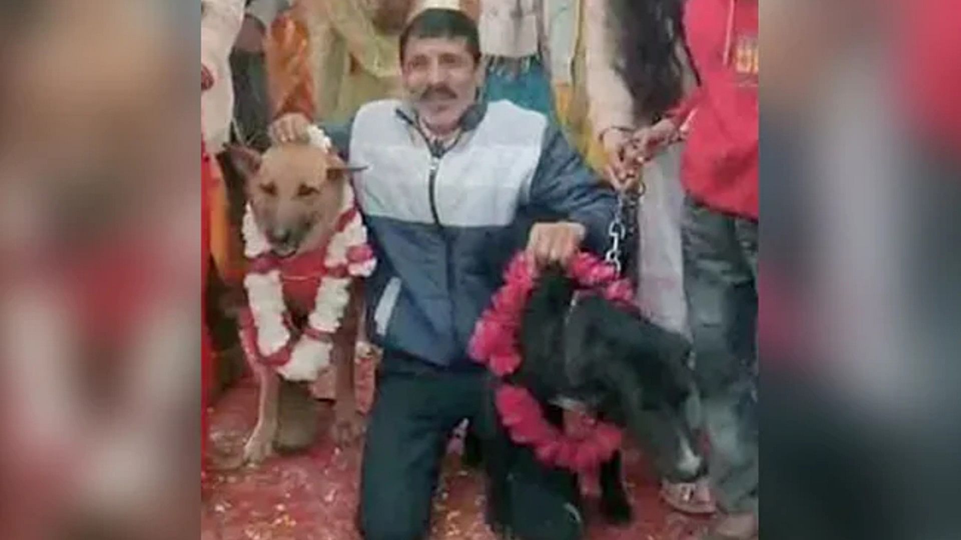unique wedding dog tommy and jelly married in aligarh uttar pradesh Video Viral
