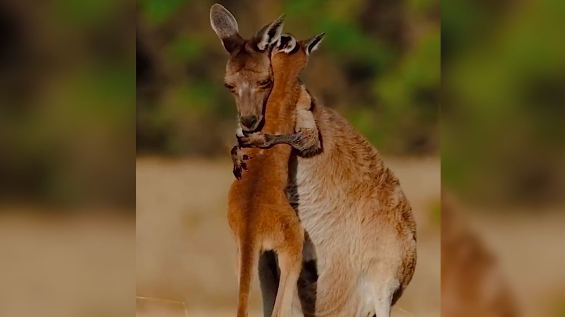 Viral Video kangaroo hugging and kissing its baby internet users got emotional with mother love