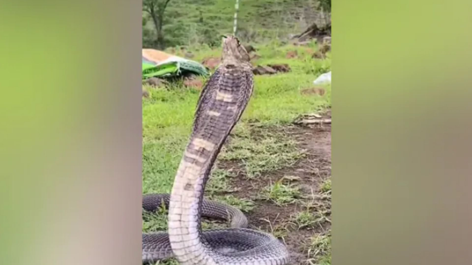 Man Gives Water To Thirsty Snake Video Went Viral On Social Media