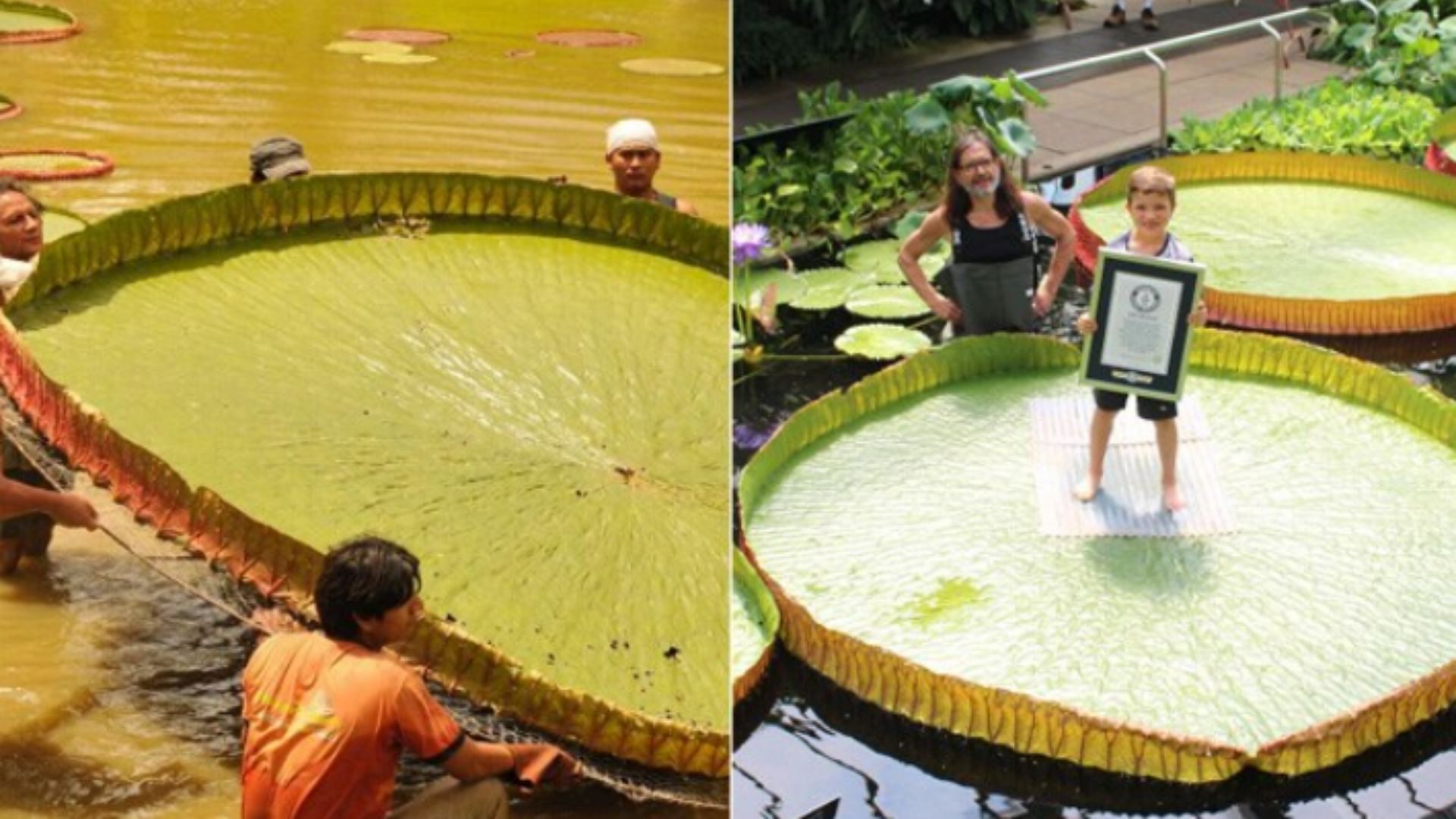 World Largest Waterlily Leaf Victoria Boliviana Waterlily Named in Guinness World Record