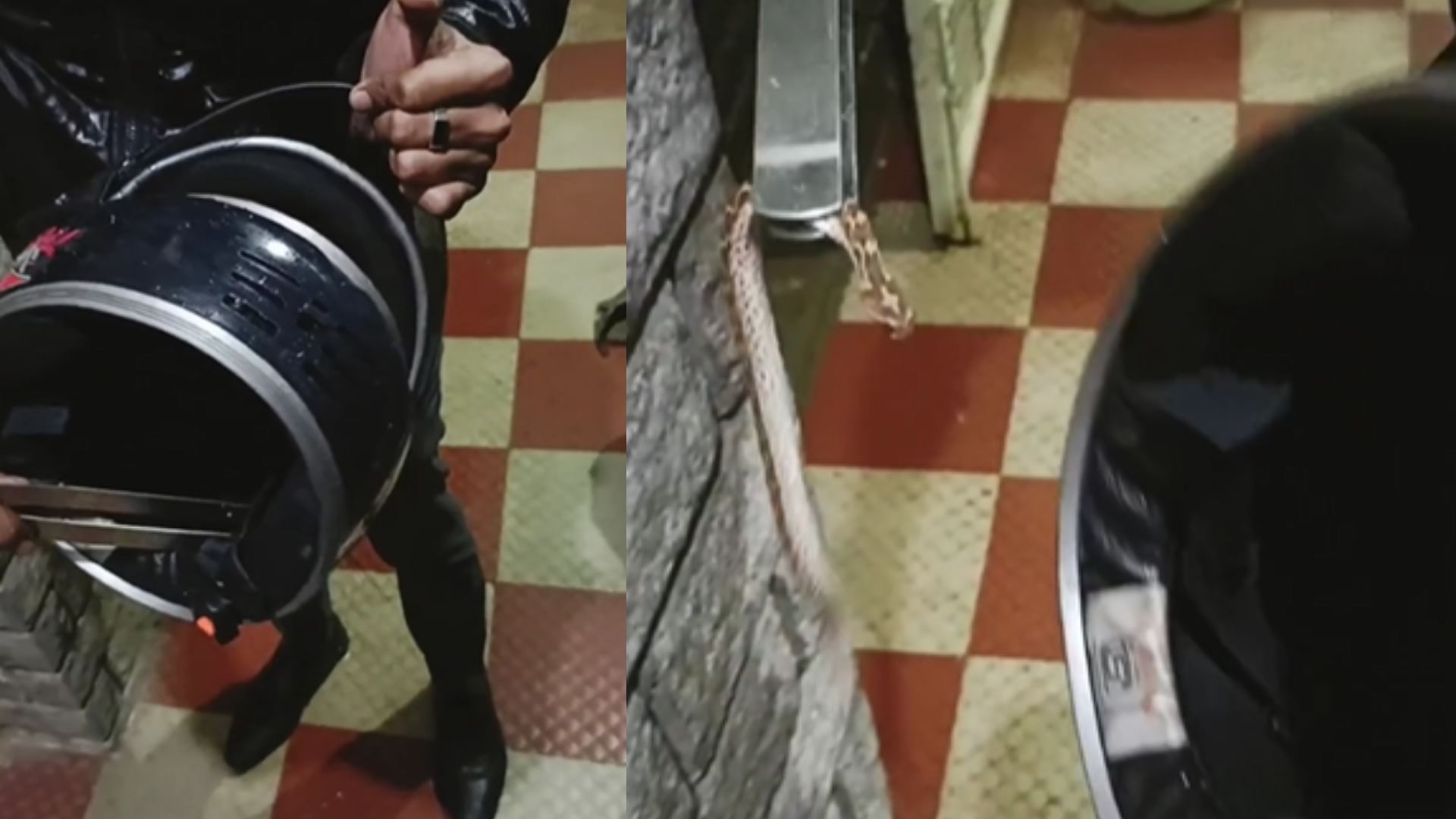 Snake was hiding in the helmet viral video on social media