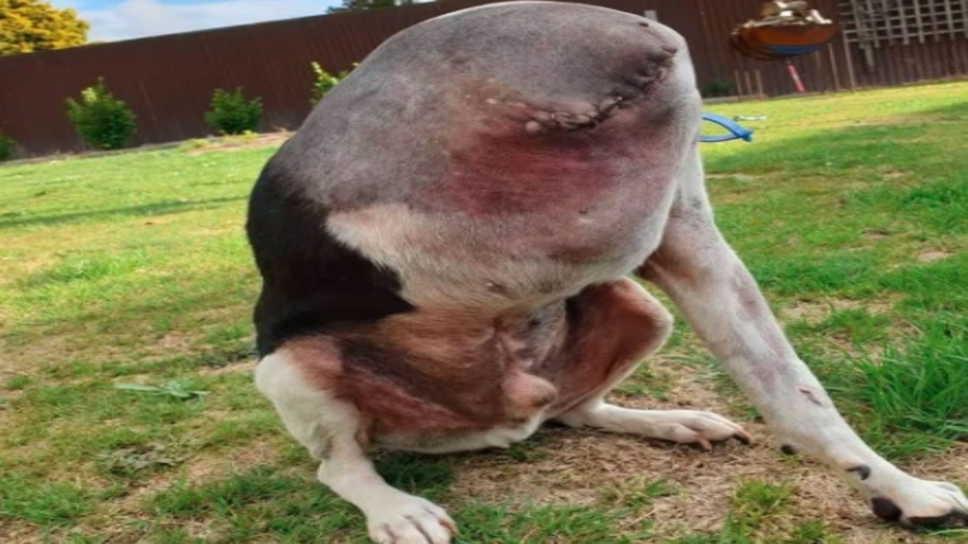 headless dog photo viral on internet people can not believe