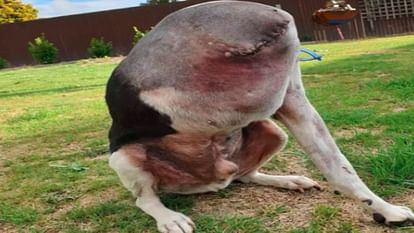 बिना सिर वाले कुत्ते की तस्वीर ने सोशल मीडिया पर मचाया तहलका