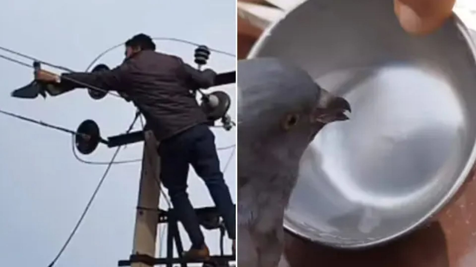 heartwarming video man rescues pigeon stuck on electric pole and saved the life