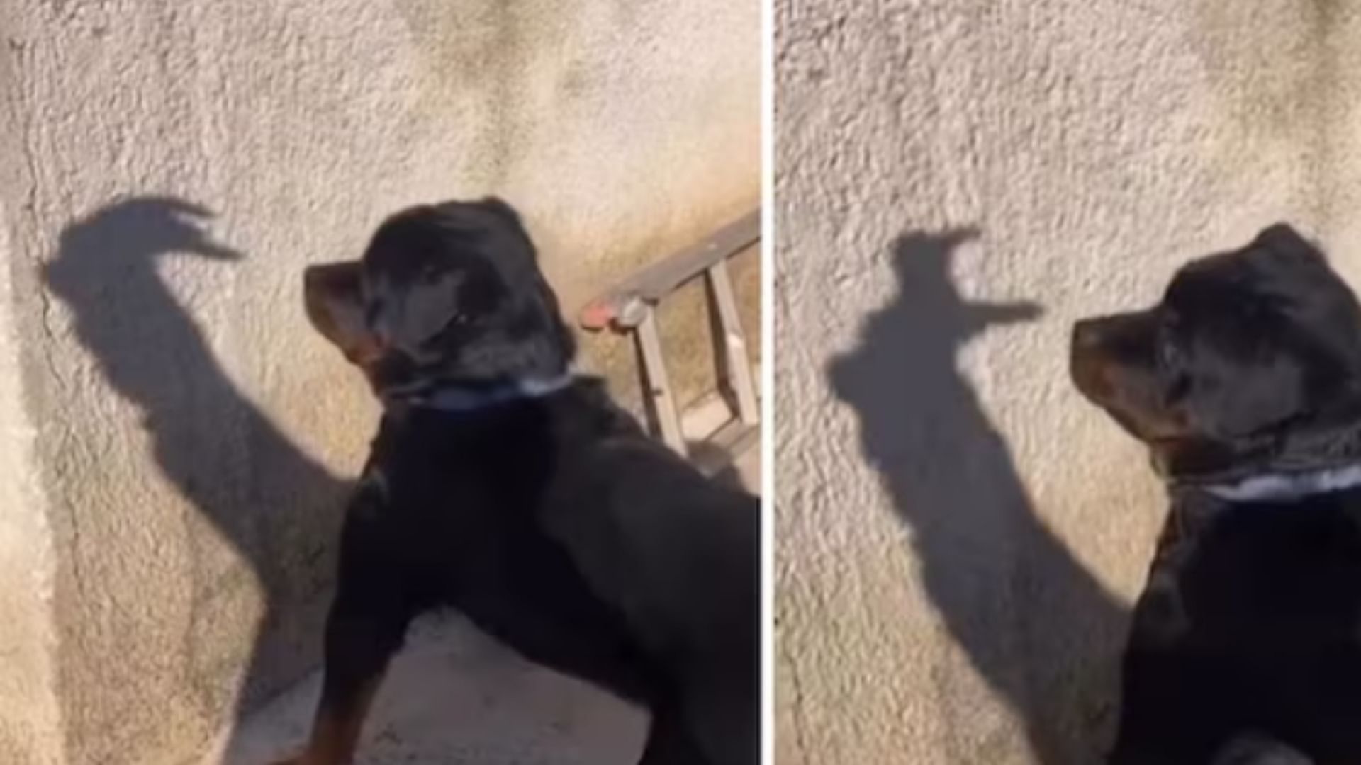 Funny viral video of dog fighting with shadow on wall