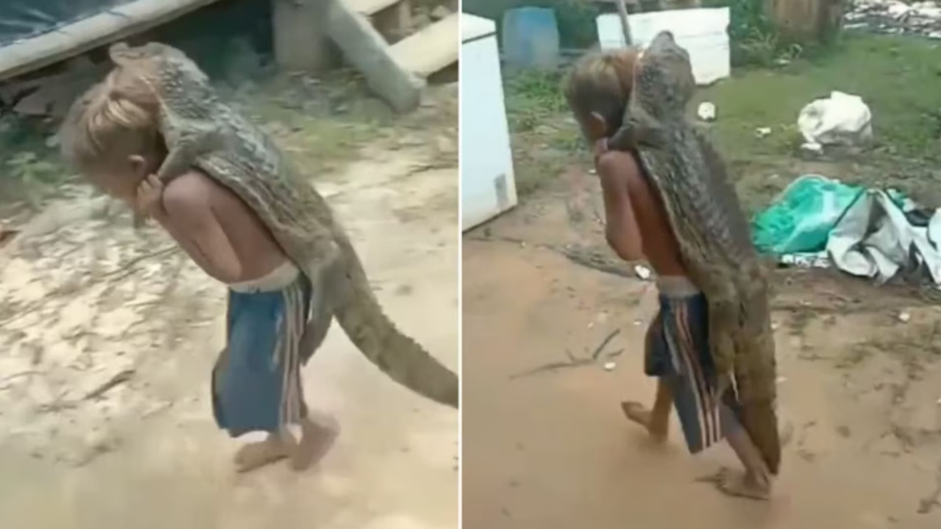 Crocodile Video Boy carrying a crocodile on his back video went viral on social media