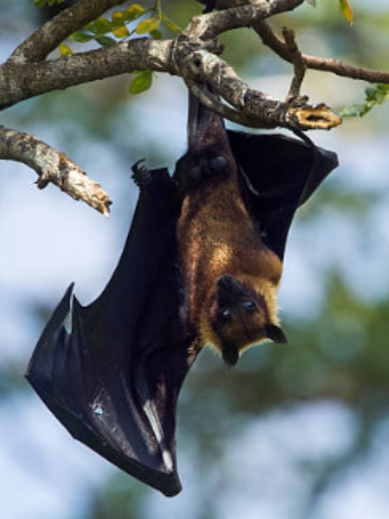 Interesting News Bats experience age related hearing loss like humans
