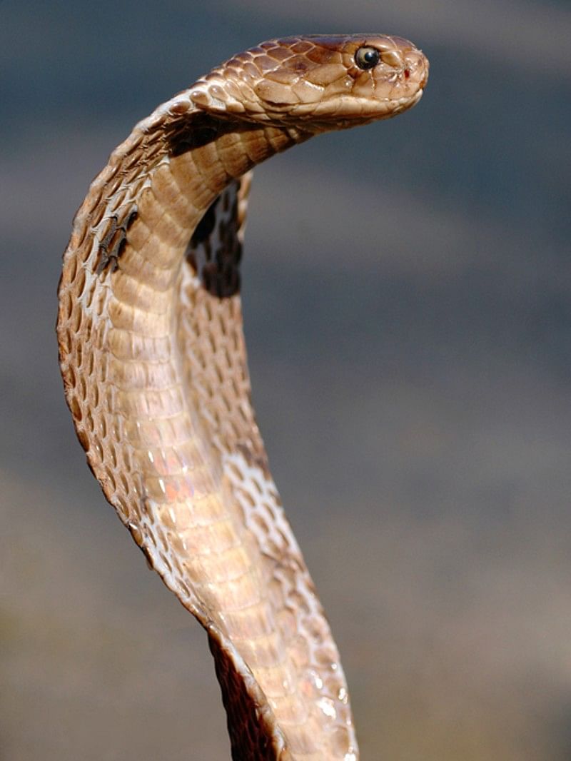 ajab gajab top 5 deadliest snake in the world most venomous snake list