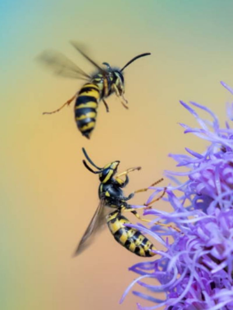 Interesting Facts male bees perfume attract their mates orchid bees have more mating success
