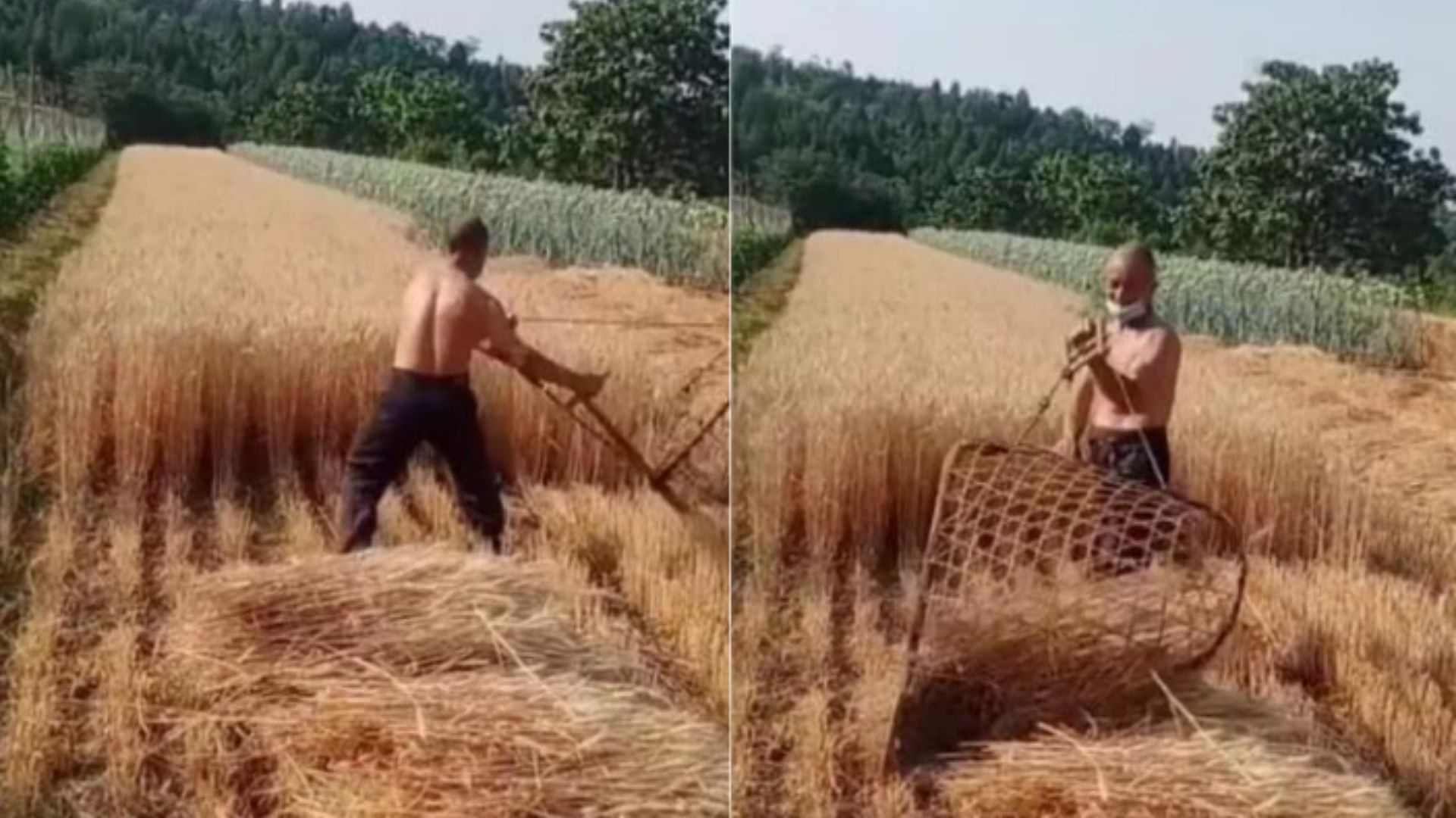 farmer field reaper video indian desi technique jugaad for wheat harvesting