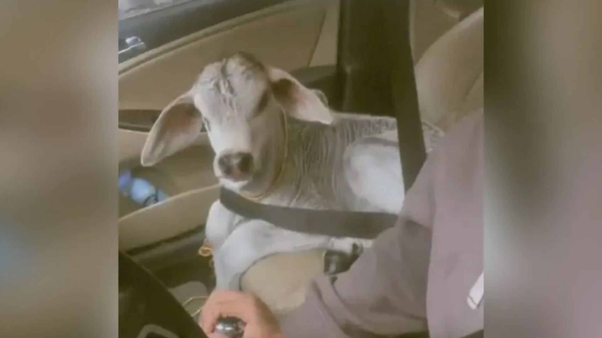 cow calf riding sitting on front seat of the car calf riding in car heart touching  video
