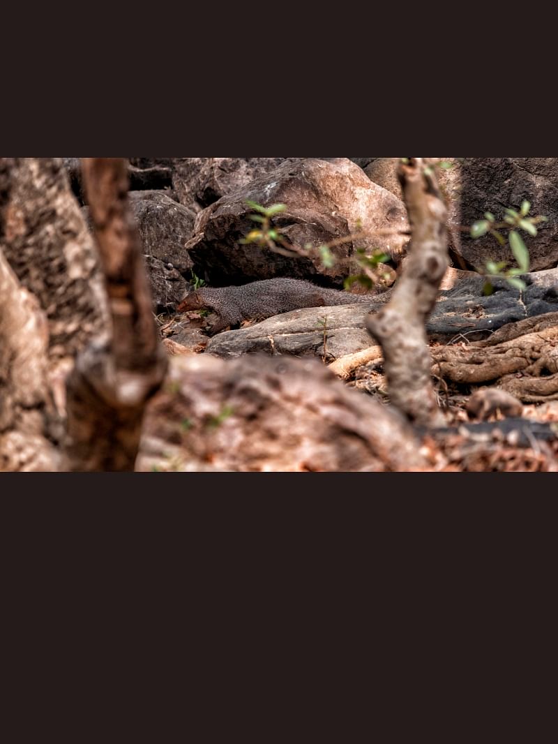 optical Illusion Spot the Mongoose hidden in the picture within 5 seconds