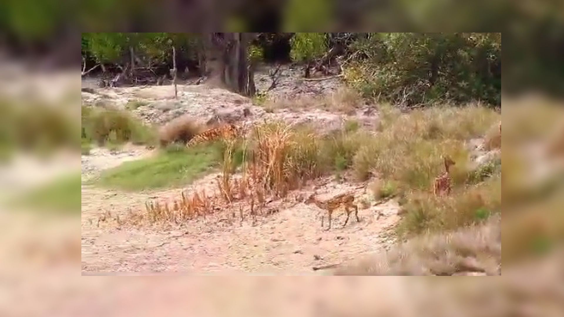 Tiger Viral Video:  tiger chasing a deer watch how luckiest deer dodged the tiger