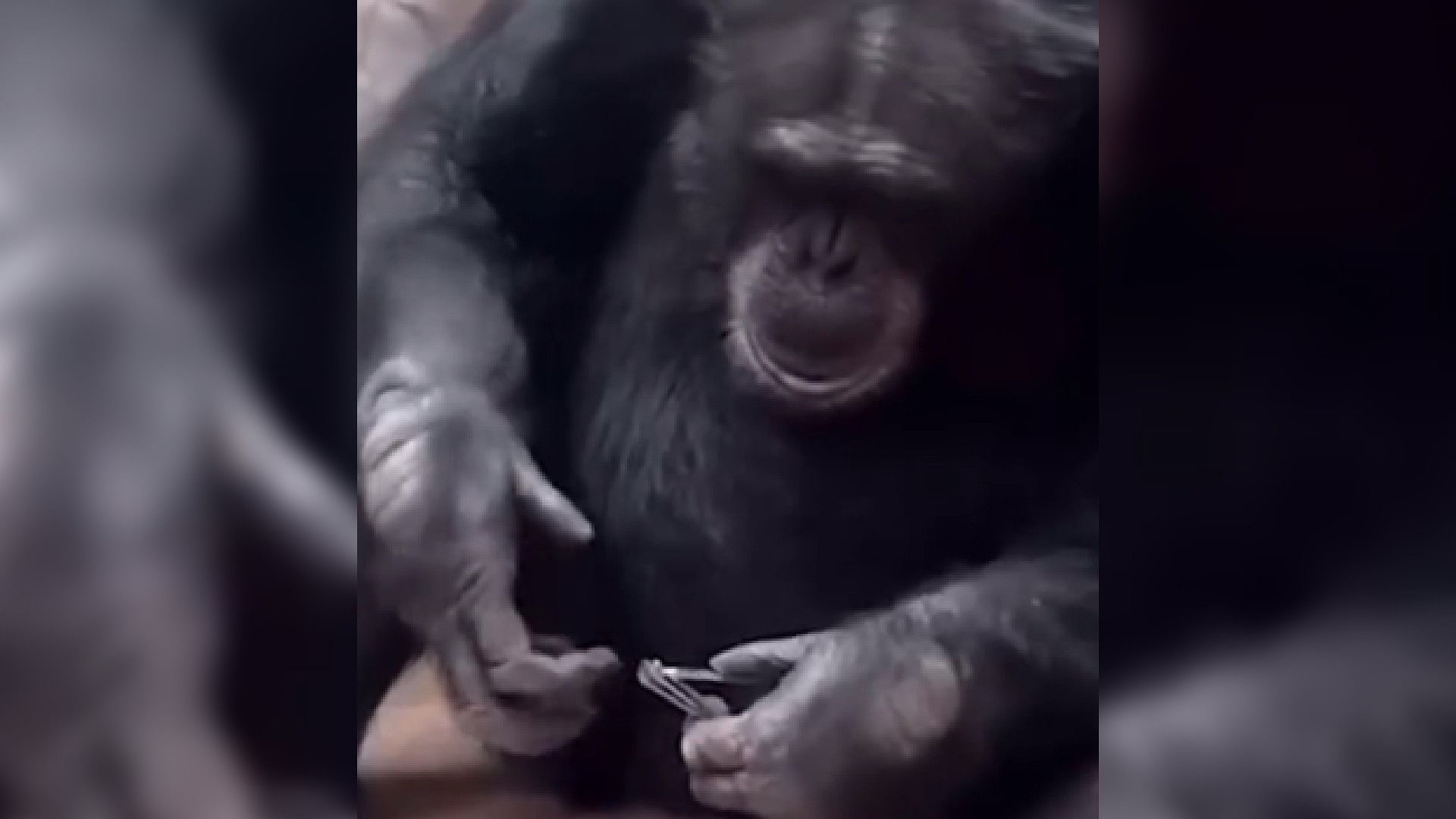 Viral Video: Trending News chimpanzee cutting his nails to nail cutter video goes viral News in Hindi