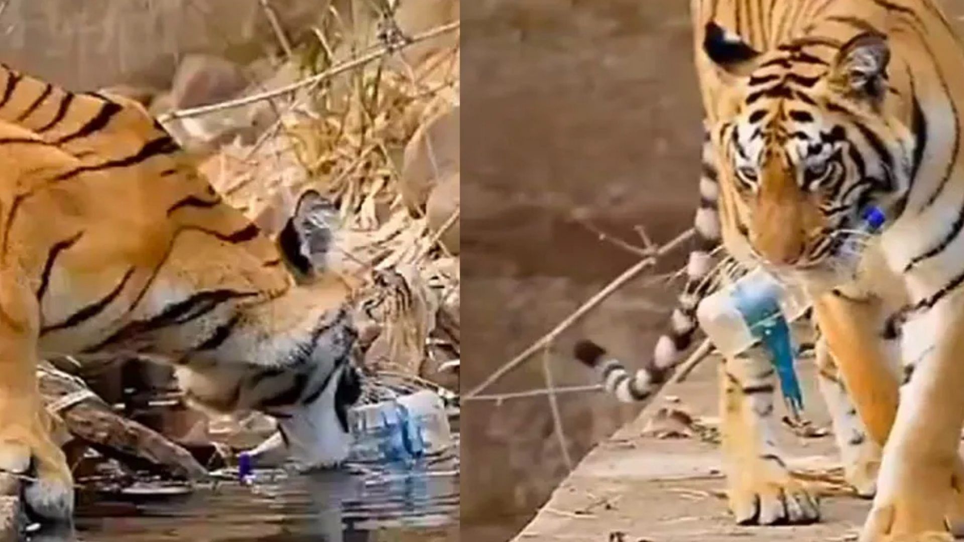 Tiger Removes Plastic Bottle From Water Body In Viral Video Netizens Say, Shame On Us