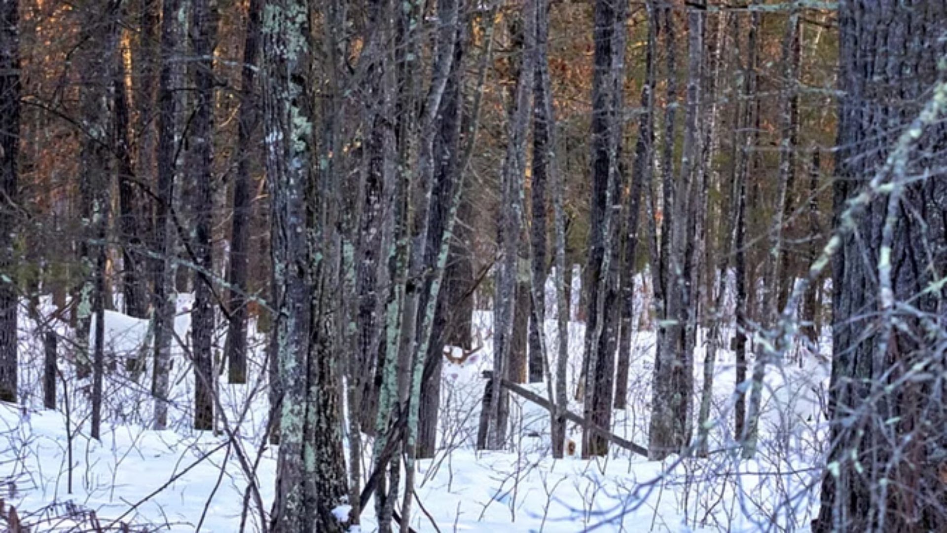 Optical Illusion Image Can You Find Out The Deer Hidden Inside The Forest in 8 Seconds