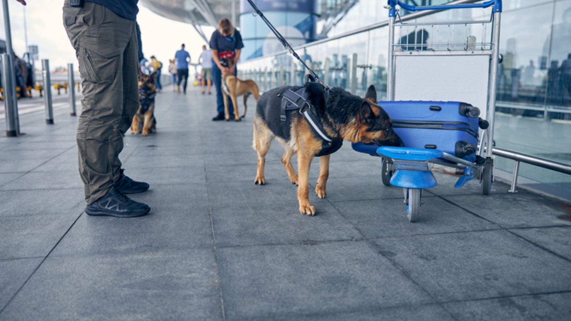 US: Sniffer dog finds mummified monkeys inside passenger's luggage at Boston Logan Airport Viral trending News